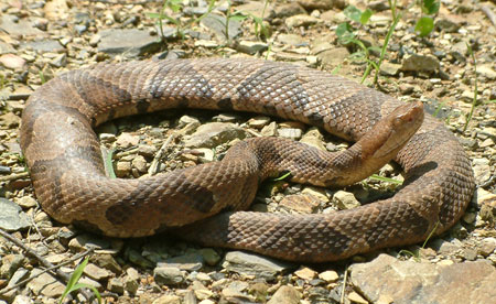 Photo of Eastern Copperhead courtesy of Linh Phu