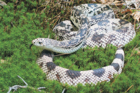 Photo of Eastern Pinesnake courtesy of Scott A. Smith