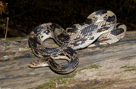 Photo of Eastern Pinesnake courtesy of John White