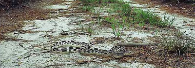 Photo of Habitat for Eastern Pinesnake courtesy of Rebecca Chalmers