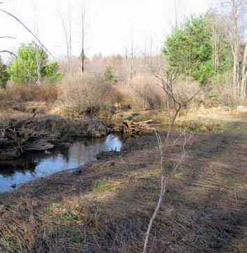 Photo of Habitat for Red-bellied Snake courtesy of Jay Kilian