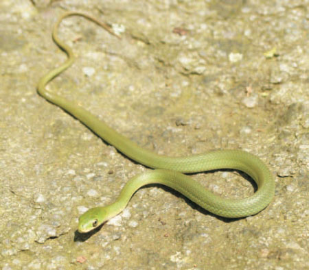 Photo of Rough Greensnake courtesy of Linh Phu