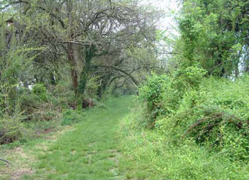 Photo of Habitat for Rough Greensnake - courtesy of Rebecca Chalmers