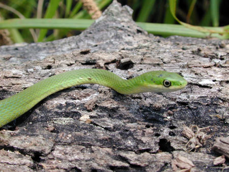 Photo of Rough Greensnake courtesy of Tony Prochaska