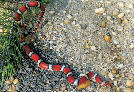 Photo of Adult Scarletsnake courtesy of John White