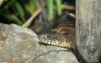 Close-up Photo of Common Watersnake - courtesy of  John White