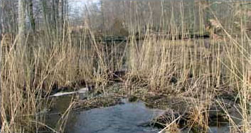 Photo of Common Watersnake Habitat - courtesy of Tony Procheska