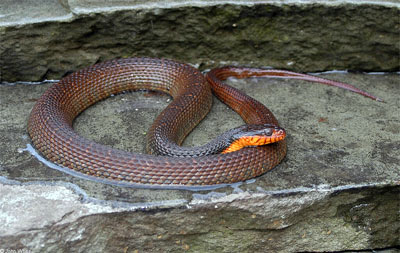 Photo of Plain-bellied Watersnake courtesy of John White