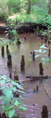 Photo of Habitat for Plain-bellied Watersnake courtesy Rebecca Chalmers 