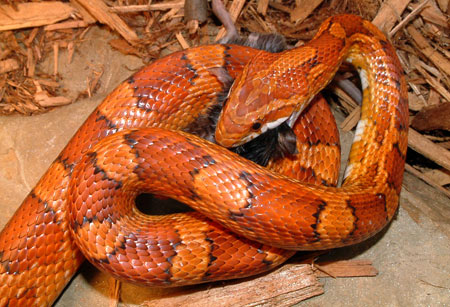 Photo of Adult Red Cornsnake courtesy of Linh Phu