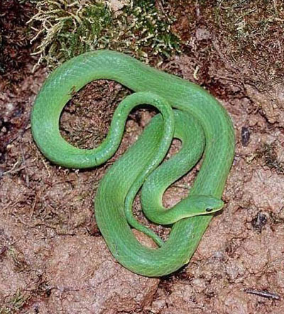 Photo of Smooth Greensnake courtesy of John White