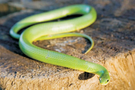 Photo of Smooth Greensnake courtesy of Matt Sell