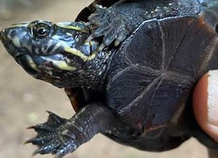 Photo of Eastern Mud Turtle courtesy of Brenda and Jim Bardsley