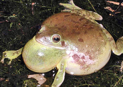 Calling Barking Treefrog, photo courtesy of Scott A. Smith