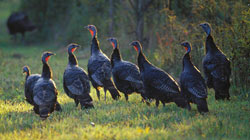 Flock of wild turkeys