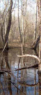 Photo of Habitat for Eastern Mud Turtle courtesy of Tony Prochaska