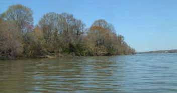 Photo of Habitat for Eastern Musk Turtle courtesy of Rebecca Chalmers