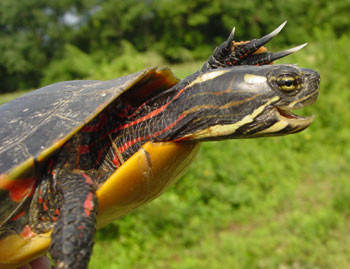 Photo of Eastern Painted Turtle courtesy of Corey Wickliffe