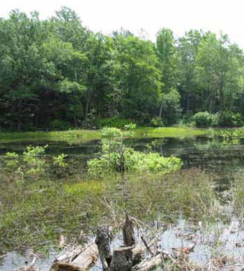 Photo of Habitat for Eastern Snapping Turtle courtesy of Scott A. Smith.