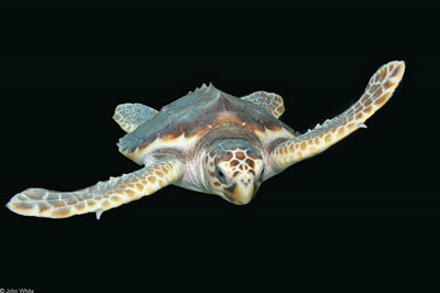 Loggerhead seaturtle, photo by John White