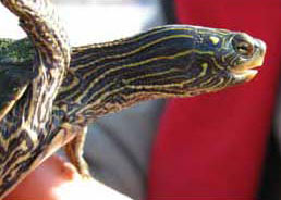 Photo of Northern Map Turtle courtesy of Jay Killian