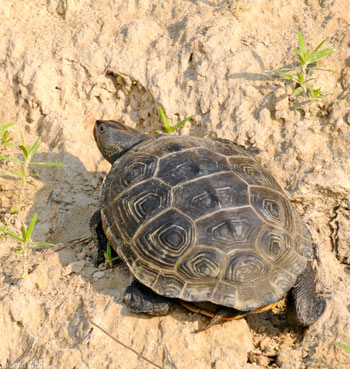 Photo of Northern Diamond-backed Terrapin courtesy of John White