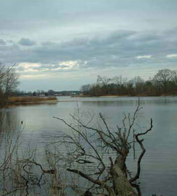 Photo of Habitat for Northern Diamond-backed Terrapin courtesy of Rebecca Chalmers