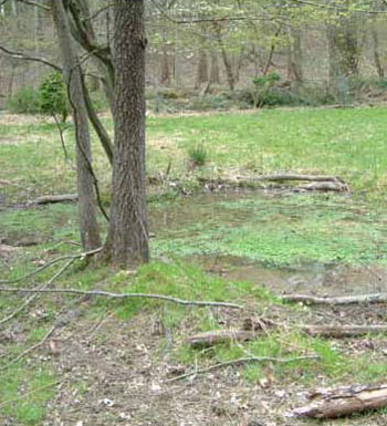 Photo of Habitat for Red-eared Slider courtesy of Rebecca Chalmers