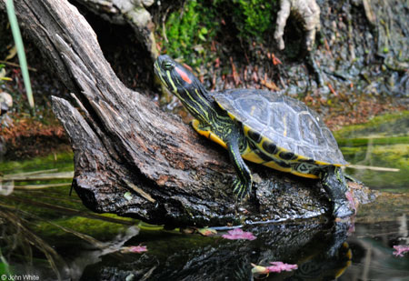 Photo of Red-eared Slider courtesy of John White