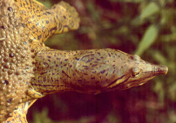 Photo of Eastern Spiny Softshell courtesy of Ed Thompson