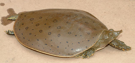 Photo of Eastern Spiny Softshell courtesy of Linh Phu