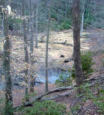 Photo of Habitat for Wood Turtle courtesy of Rebecca Chalmers.