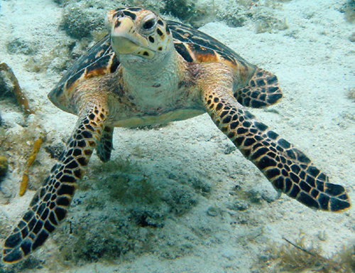 Photo of Atlantic Hawksbill Seaturtle, courtesy of Caroline Rogers, USGS