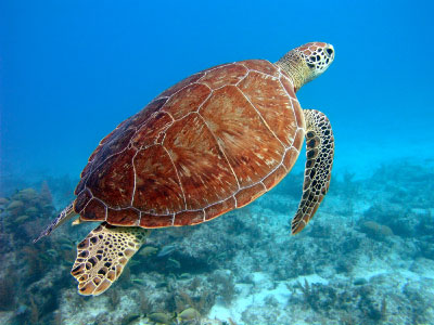 Green Seaturtle, i-Stock Image