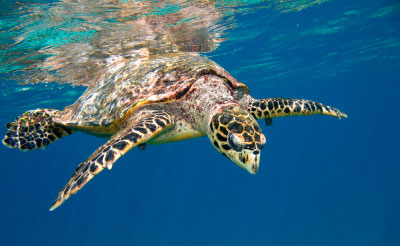 Atlantic Hawksbill Seaturtle, i-Stock photo