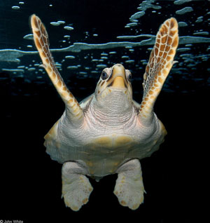 Photo of Loggerhead Seaturtle (ventral view) courtesy of JohnWhite