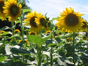 photo of sunflowers in field