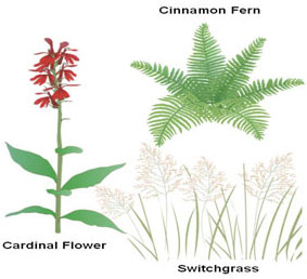 Illustration of wet meadow plants