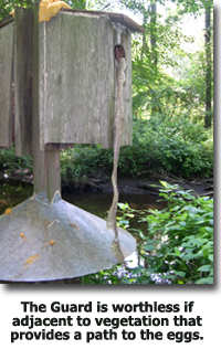 Snake shown entering Wood Duck Nest Box