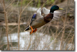 Male Mallard Duck in flight