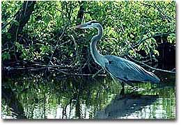 A blue heron patrolling the shoreline along Assawoman Bay.