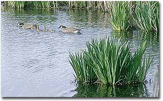 A group of Canada geese close in on some food.