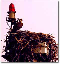 An osprey in its nest patrolling the waters of Pocomoke Sound.