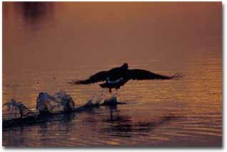 A mallard skipping across the sound during takeoff