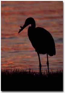 A heron standing on an island eating a fish.