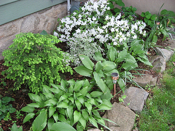 Plants next to a house that can provide cover for snakes.