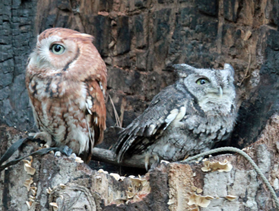 Red and gray morphs by DickDaniels