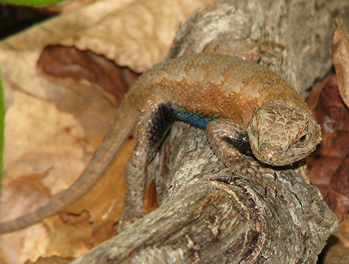 Photo of Coal Skink by Bill Hubick