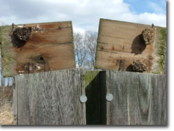 A Potential Hazard - Bees Nesting inside boxes