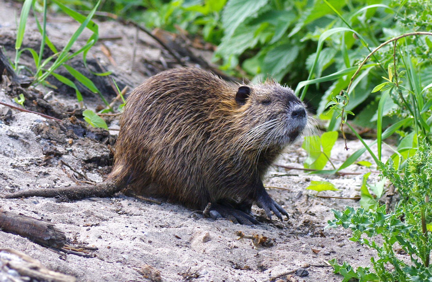 Nutria